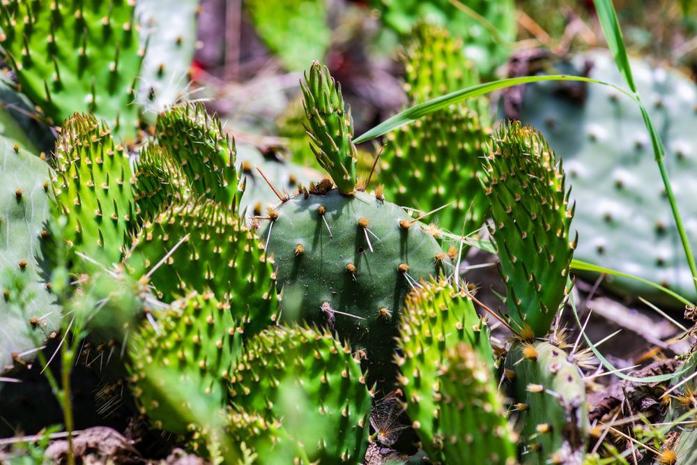 Opuntia cactus in a tropical garden