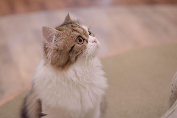 Light British Semi-longhair cat