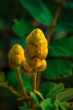 the striking beauty of the Senna alata flower, commonly known as ketepeng cina