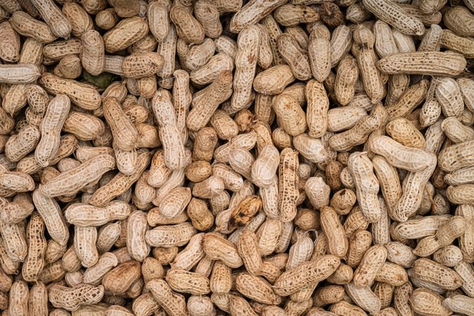 Freshly harvested and sun-dried peanuts