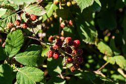 Unripe berries fruits on the bush