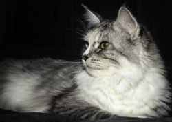 Light and grey long haired cat