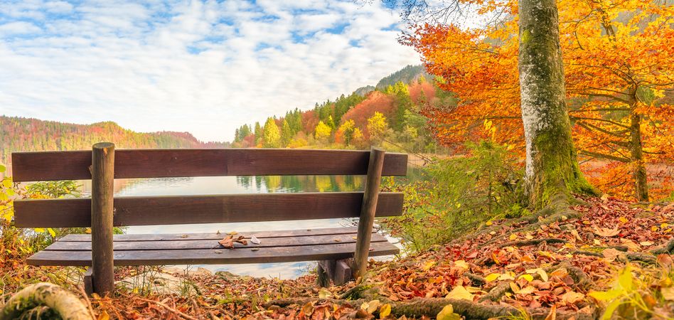 Wooden bench in an autumn landscape
