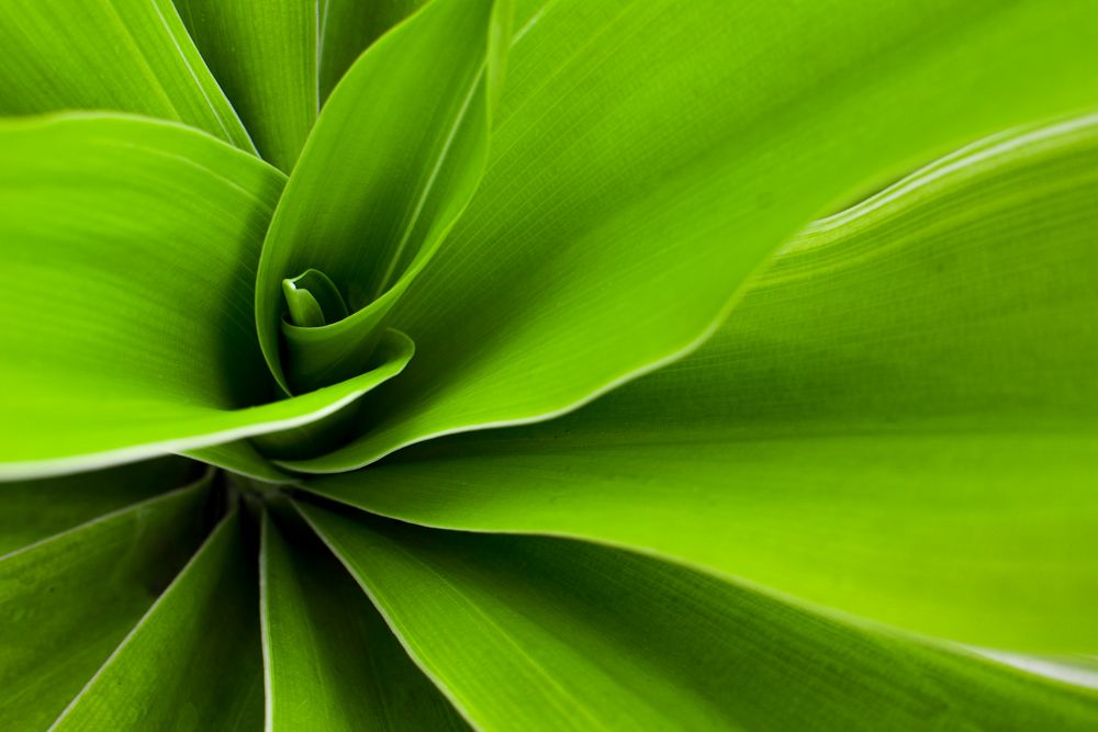 Green Leaf Background With Pattern