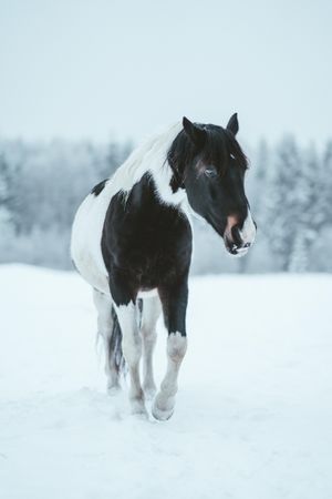 Dark and light horse on snow covered ground