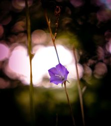 Purple bellflower in a field with selective focus