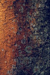 Abstract background of tree bark with moss