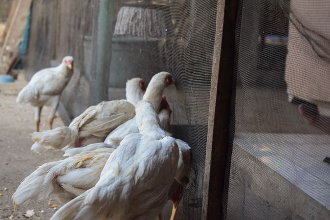 Flock of chicken leaning against netting