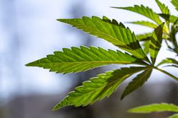 Close up of marijuana leaf against the sun