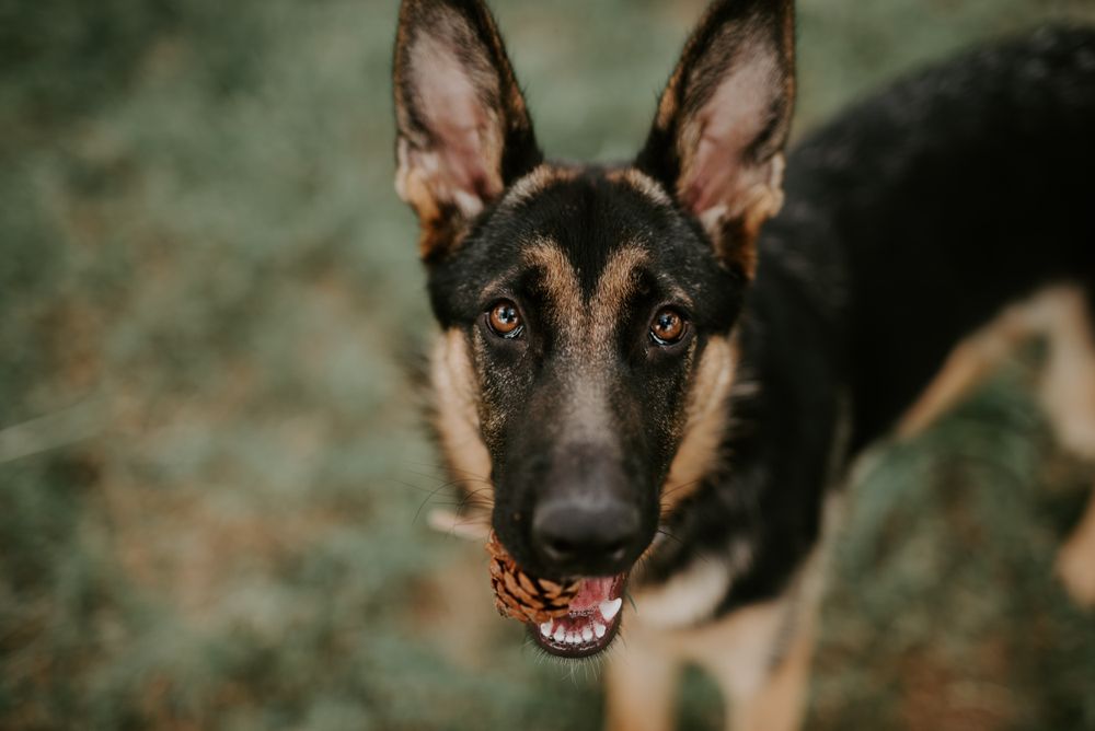 brown german shepherd sitting on grass at park