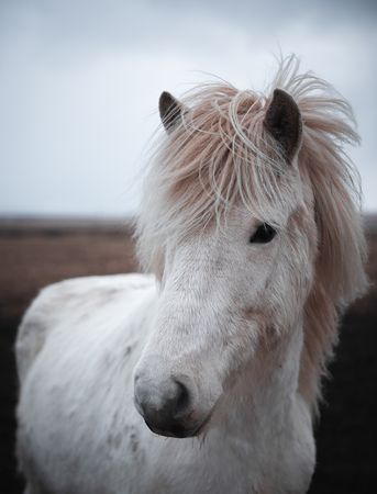 Horses in the mountains in Iceland