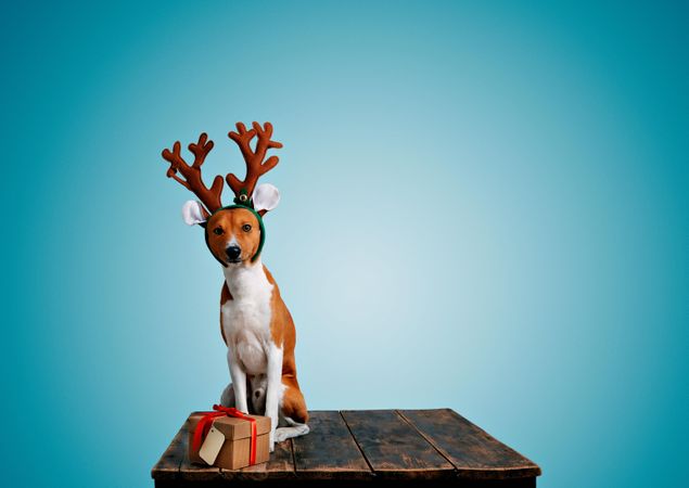 Dog wearing festive antlers sitting on wooden table with present and blue background
