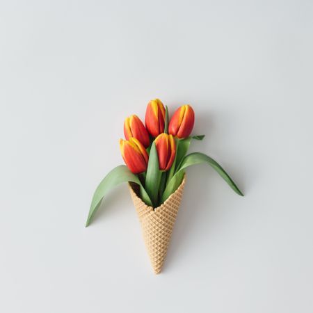 Tulips in waffle cone on light background