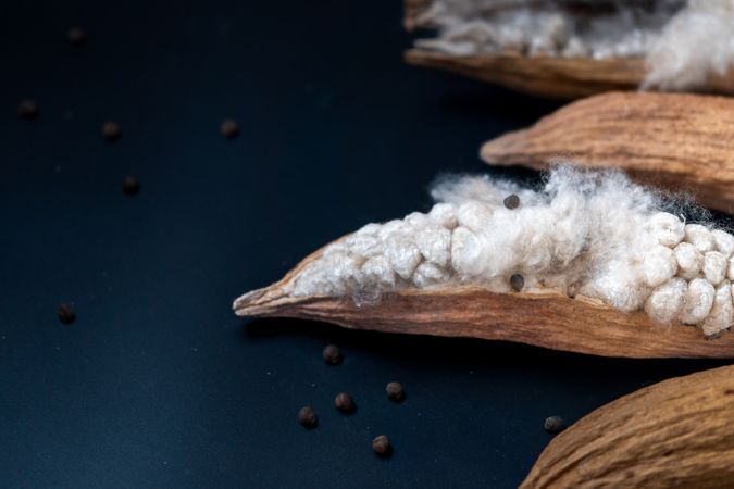 Kapok, tropical cotton fruit used for fiber and seed,