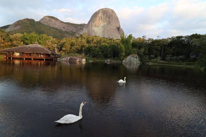 Swans in a river near a wooden house in Pedra Azul, Minas Gerais, Brazil