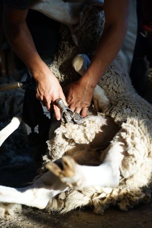 Crop man shearing sheep in barn