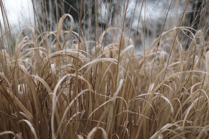 Meadow with dry plants