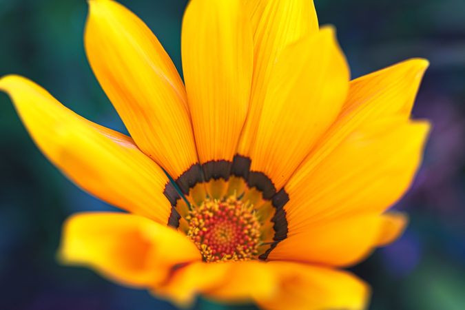 Inside of bright yellow flower