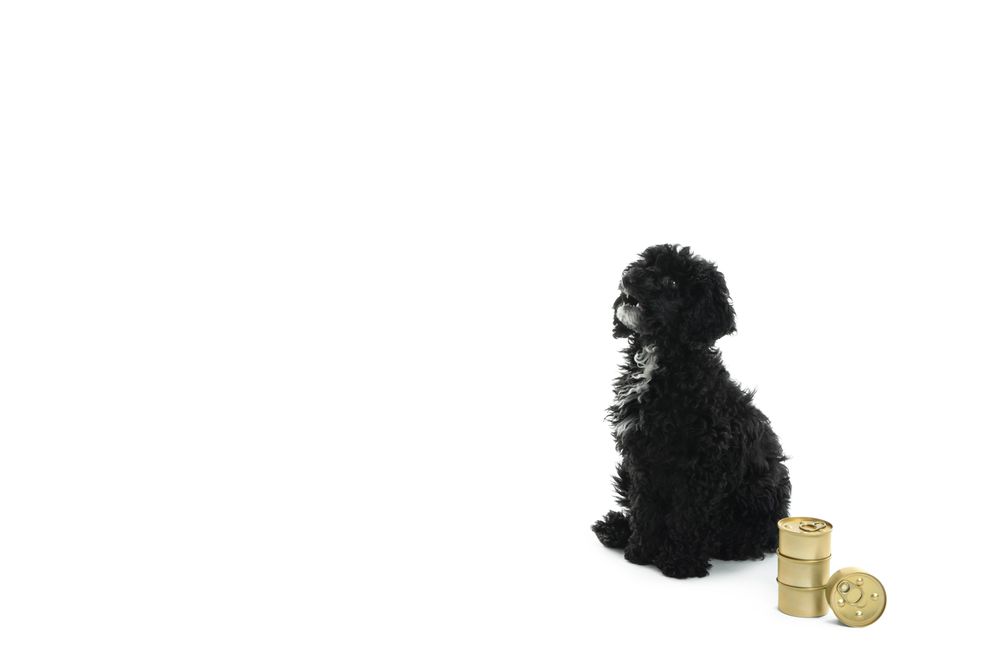 Dog sitting with gold food tins