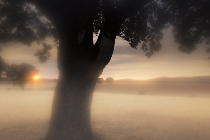 Defocused trees in sunset valley