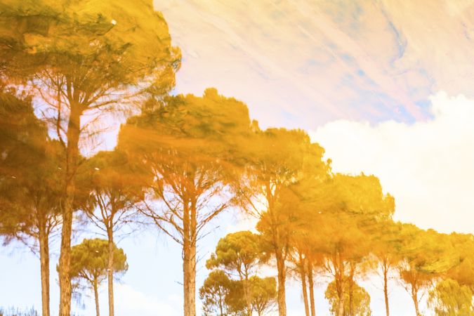 Art effect of golden trees under colorful sky