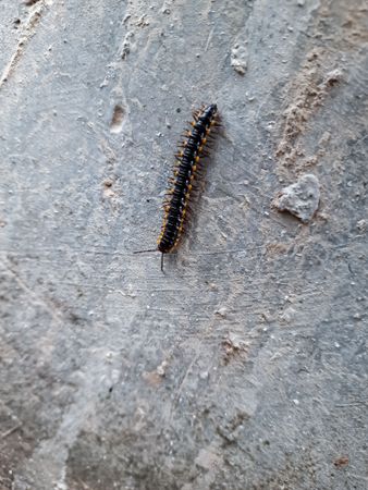 A millipede worm or caterpillar on the wall