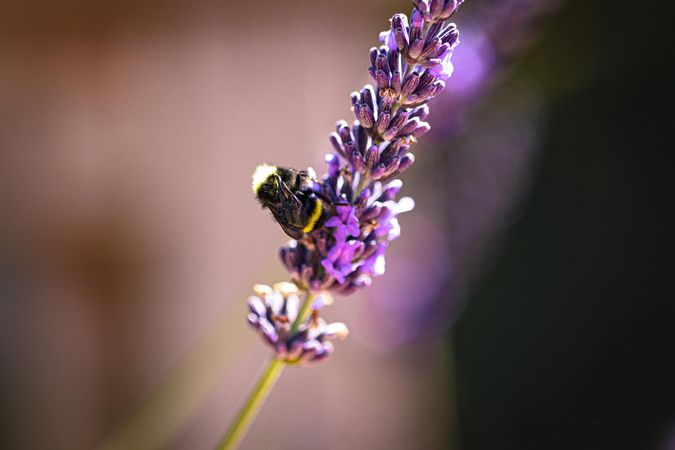 Bee on lavender plant