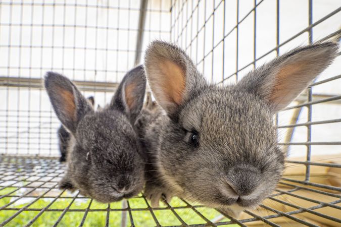 Copake, New York - May 19, 2022: Close up of two rabbits in cage above grass