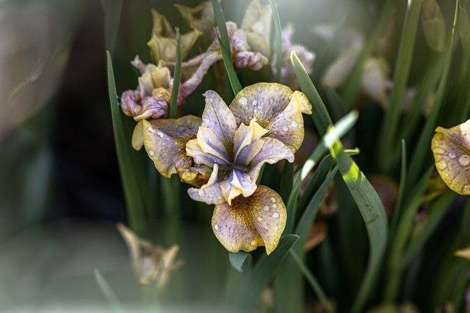 Bush of Siberian Iris’ with leafy background
