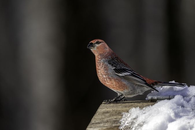 Male Pine Grosbeak at Sax-Zim Bog in Meadowlands, Minnesota