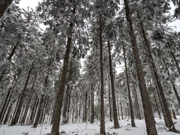 Snow covered forest in the Vosges. Fog covers the mountains.