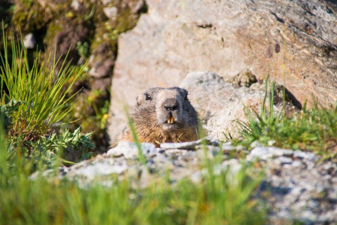 Cute marmot on meadow in Switzerland