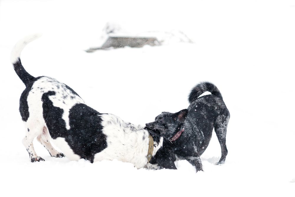 Snowy Tug of War