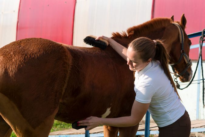 Focused woman grooming horse