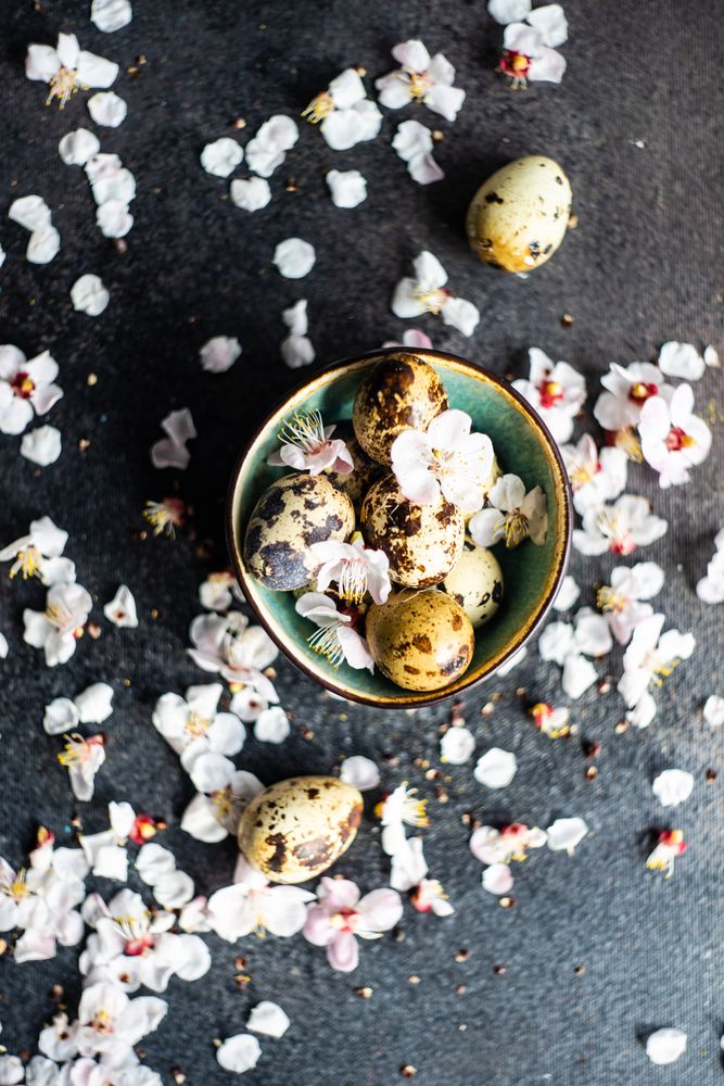 Spring floral concept with apricot blossom and speckled eggs