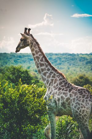 Giraffe standing on green grass field