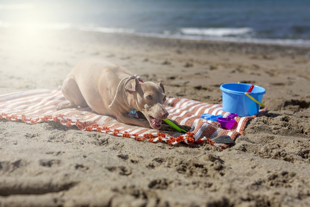 Cute puppy playing on beach in sunny day