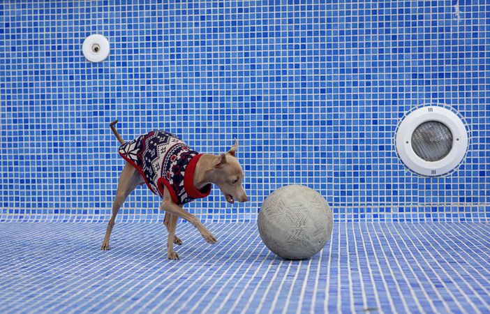 Italian greyhound dog playing in the pool with a ball