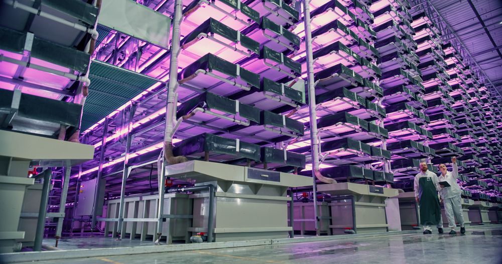Vertical Farm Operators Having a Conversation at Work while Walking in a Hall with Plants on a Rack. Workers Growing Sustainable Produce with an Industrial Scale Hydroponics System WIth UV Lights