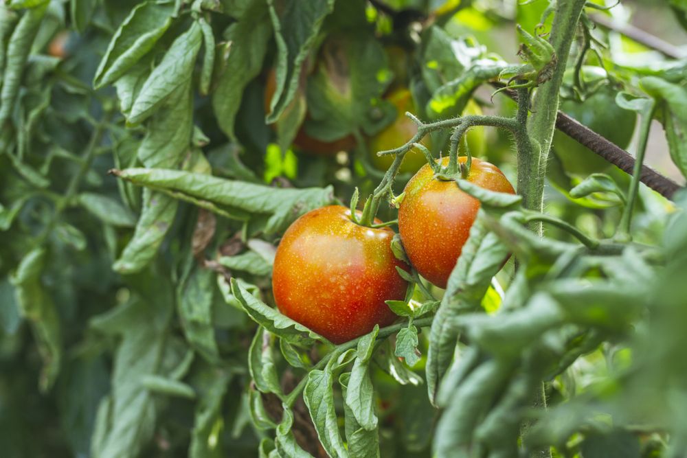 Red peppers ripening in garden