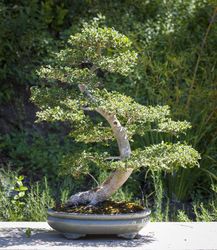 Elm Bonsai Tree