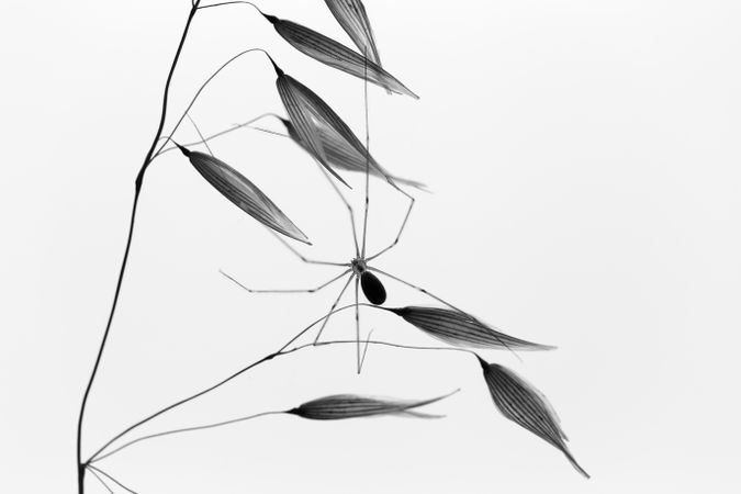 Spider on thin twig of plant
