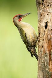 Wonderful green bird on wood