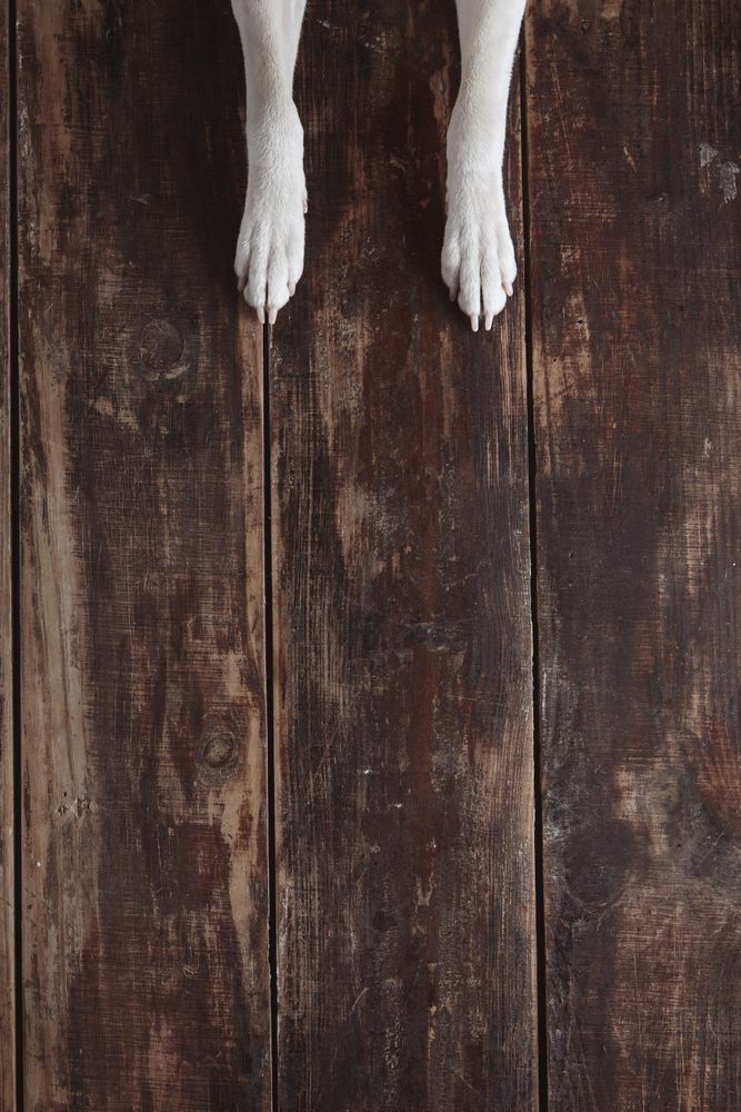 Two dogs paws on wooden floor