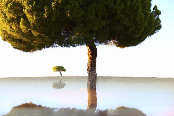 Trees with reflection in sunny landscape