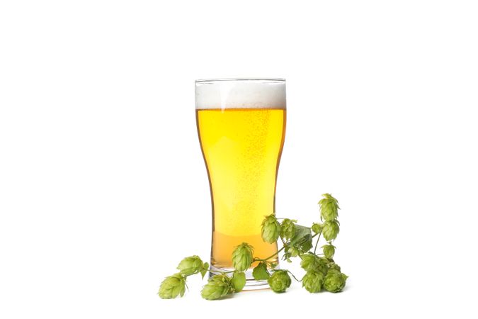 Glass of beer and hop branch isolated on plain background