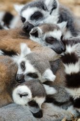 Ring-tailed lemurs sleeping together 0KzX1b