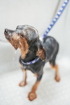 Close up dog in bathtub