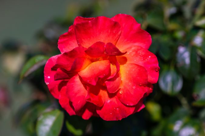 Blooming red flowers in a sunny garden