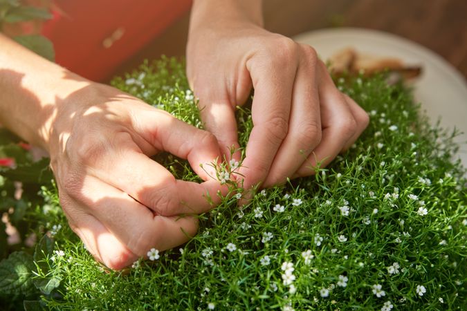 Crop person tearing microgreens off pot